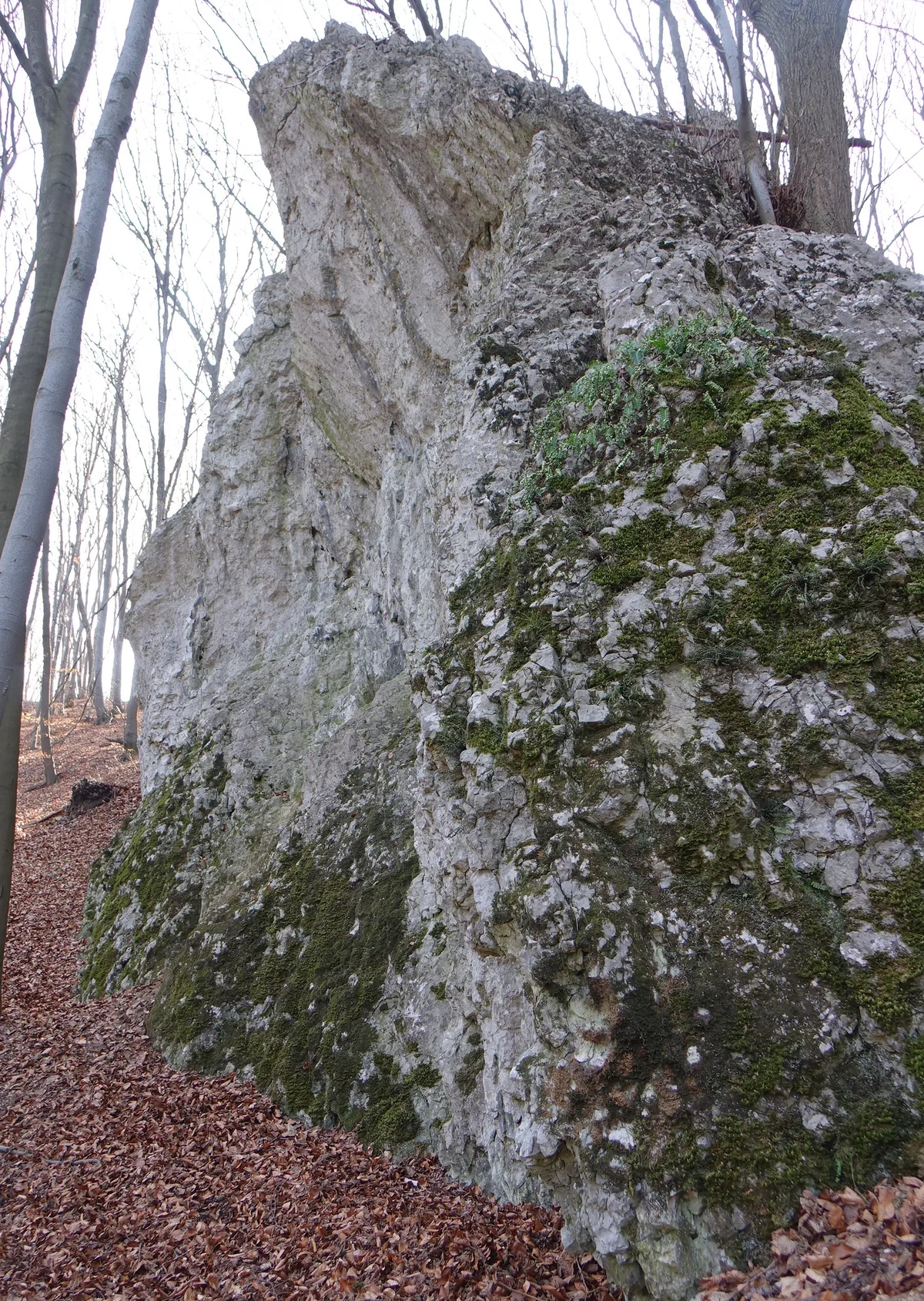 Rodzynek
